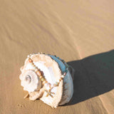 Star of Tides